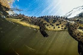 Crocodile Watching